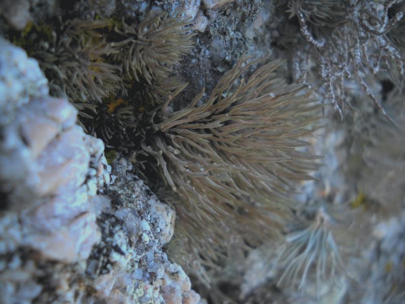 Roccella phycopsis - .. su ginepro...